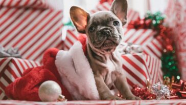 Holiday Safety Tips for Pets