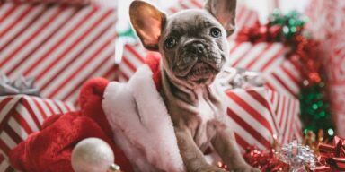 Holiday Safety Tips for Pets