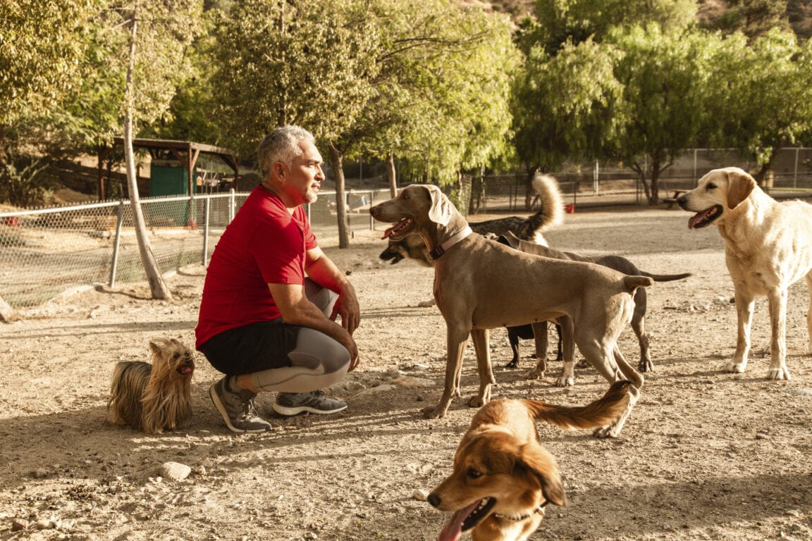 Cesar Millan Introducing Puppy To Older Dog