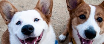 5 Ways to spoil your dog