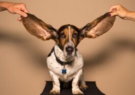 5 surprising celebrities who wear hearing aids