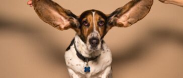 5 surprising celebrities who wear hearing aids