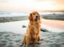 5 Best Cities For Pets