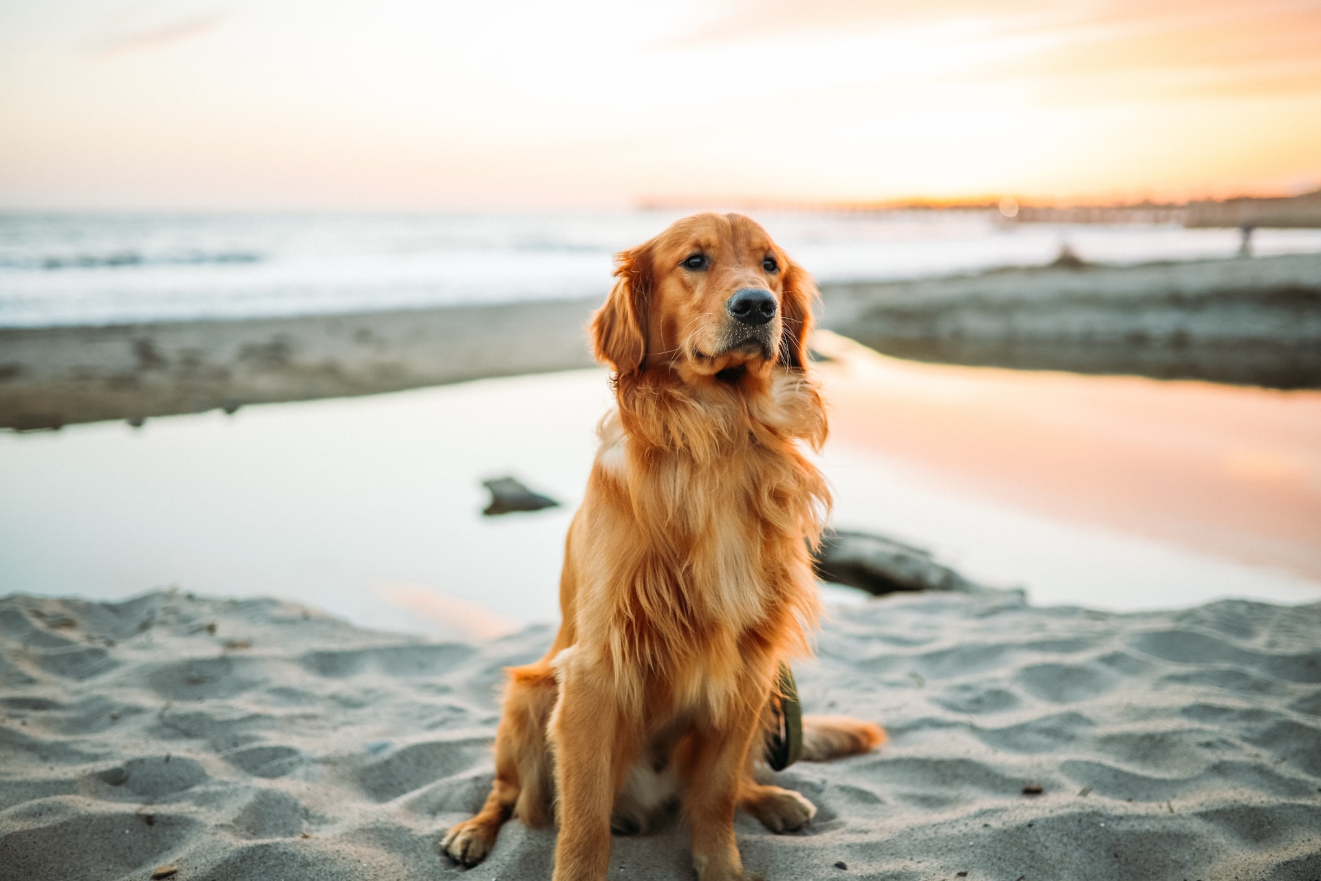 5 Best Cities For Pets